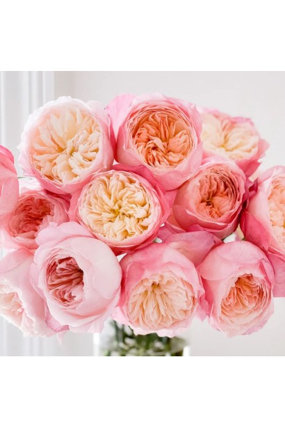 Рожеві бутони з кремовою серединкою троянди Constance